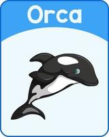 pädagogische englische Wortkarte von Orca vektor