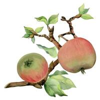 hand dragen vattenfärg sammansättning med äpple frukt på gren med löv, mogen och full, röd och grön. isolerat på vit bakgrund. design för vägg konst, bröllop, skriva ut, tyg, omslag, kort. vektor