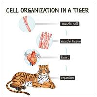 Diagramm, das die Zellorganisation in einem Tiger zeigt vektor