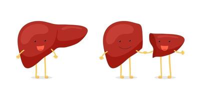 levertransplantation för höger lob från givaren. söt tecknad anatomi teckenuppsättning. humant exokrin körtel organtransplantation operation koncept. vektor platt illustration