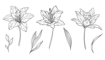 vild linje konst, bra linje vild blomma buketter hand dragen illustration. färg sida med blommor. vektor