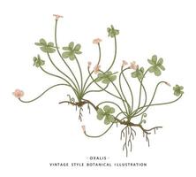 Sauerklee oder Oxalis acetosella Zeichnungen. wilde Blume und herzförmige Blätter. handgezeichnete botanische illustrations.nature vector