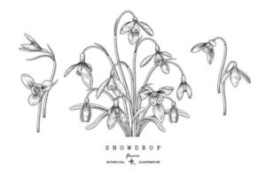 Skizze Blumen dekorative Set. Schneeglöckchen Blumenzeichnungen. Schwarzweiss mit Strichgrafiken lokalisiert auf weißem Hintergrund. handgezeichnete botanische Illustrationen. Elemente Vektor. vektor