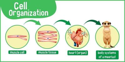 Diagramm, das die Zellorganisation in einem Erdmännchen zeigt vektor