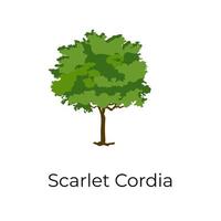 scharlachroter Cordia-Baum vektor