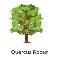 quercus robur träd vektor