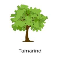 Hülsenfrucht-Tamarindenbaum vektor