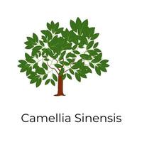 Camellia Sinensis Baum vektor