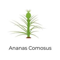 tropische ananas comosus vektor