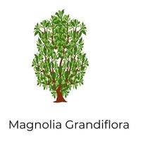 Magnolia Grandiflora-Konzept vektor