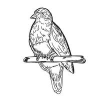 ein Vogel Sitzung auf ein Ast. sehen Hälfte ein drehen. Hand gezeichnet Skizze.doodle Stil.Vektor Illustration. vektor