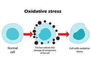 oxidativ betonen. von normal Zellen, zu oxidativ Stress und aggressiv kostenlos Radikale, zu Zelle Tod.pädagogisch und Studie Inhalt zum Studenten von Biologie, Medizin und Wissenschaft. Vektor Illustration.