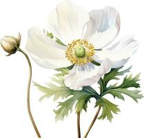 Aquarell Zeichnung Weiß Mohn, Anemone. Frühling Blume im Jahrgang Stil vektor