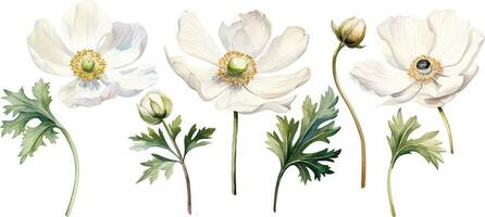 Aquarell Zeichnung Weiß Mohn, Anemone. Frühling Blume im Jahrgang Stil vektor