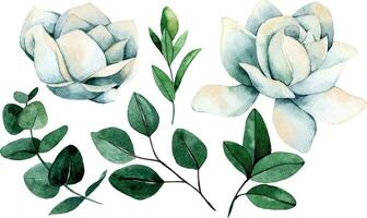 vattenfärg teckning, uppsättning av vit magnolia blommor och grön eukalyptus löv, på en vit bakgrund vektor