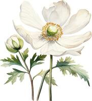 Aquarell Zeichnung Weiß Mohn, Anemone. Frühling Blume im Jahrgang Stil vektor