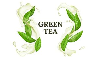vektor illustration av färsk grön te blad med vatten stänk och virvlande rörelse. uppfriskande och friska organisk dryck med en mentol arom. abstrakt och naturlig design