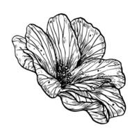 reste sig blomma. hand dragen blommig vektor illustration på isolerat bakgrund i översikt stil. grafisk teckning av pion målad förbi svart bläck för ikon eller logotyp. botanisk gravyr för bröllop inbjudan.