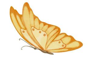 orange fjäril. hand dragen vattenfärg illustration av gul flygande insekt på vit isolerat bakgrund. färgrik teckning av djur- för ikon eller logotyp. skiss för hälsning kort eller inbjudningar vektor