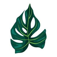 stilisiert Monstera Pflanze Blätter. tropisch Palme Blatt Symbol. Regenwald botanisch drucken. vektor