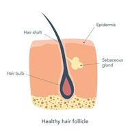 friska hår follikel under mikroskop. medicinsk schema. hud vård. hår axel, epidermis, hår Glödlampa, fettavsöndrande gland.vector illustration vektor