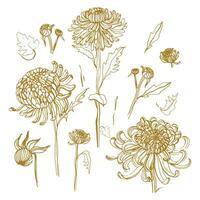 japanisch Chrysantheme Satz. Sammlung mit Hand gezeichnet Knospen, Blumen, Blätter. Jahrgang Stil Illustration. vektor