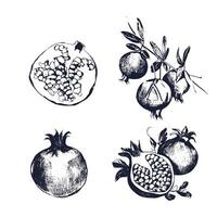 Granatapfel Hand gezeichnet Satz. Sammlung auf Weiß Hintergrund, isoliert, Obst ganz, ausgeschnitten, auf ein Ast. Vektor skizzieren Jahrgang Stil Illustration.