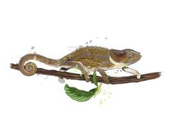 kameleont från ett stänk av akvarell, färgad teckning, realistisk. vektor illustration av färger