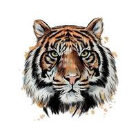 Tigerkopfporträt von einem Spritzer Aquarell, farbige Zeichnung, realistisch. Vektorillustration von Farben vektor
