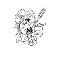 Hand gezeichnet Orchidee Blume Linie Kunst Ornament vektor