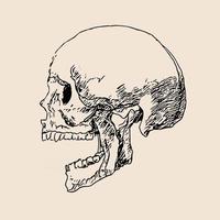 Schädelzeichnungslinie auf Papiervektorillustration. Skizze des Kopfknochens art.human Skull Draw vektor