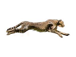 gepard från ett stänk av akvarell, färgad teckning, realistisk. vektor illustration av färger