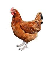 braune Henne, Huhn aus einem Spritzer Aquarell, farbige Zeichnung, realistisch. Vektor-Illustration von Farben vektor