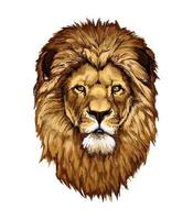 Löwenkopfporträt aus einem Spritzer Aquarell, farbige Zeichnung, realistisch. Vektor-Illustration von Farben vektor