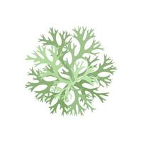 Vektor Illustration, Evernia Prunastri, bekannt wie Eichenmoos isoliert auf Weiß Hintergrund.