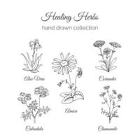 Holistic Medicine. Healing Herbs Illustration. vektor