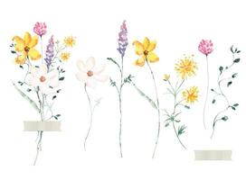 Aquarell wild Blume Blumenstrauß.botanisch Blumenkräuter, Unkraut, wild Pflanzen, Blühen Blume. vektor