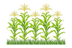 fält av majs i blomma. bakgrund av jordbruks växter. majs tillväxt. vektor