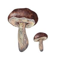 groß und klein Steinpilz mit ein braun Hut. wild essbar Wald Pilz. zum Rezepte, Verpackung, Herbst Urlaub, Ernte. Hand gezeichnet Element isoliert.illustration mit Aquarelle und Markierungen. vektor