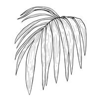 Palmblattzeichnung. grafische schwarz-weiße, handgezeichnete Vektorillustration. vektor