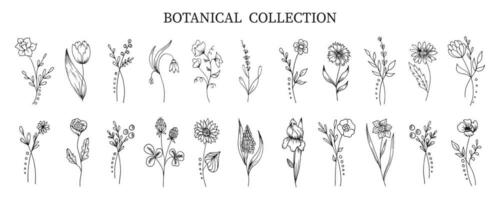 botanisk samling av hand dragen blommor och växter i klotter stil. skiss, linje konst. ikoner, mallar, dekor element, vektor