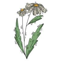 Kamille Blume auf ein Weiß Hintergrund - - ein Gekritzel Stil Pflanze vektor