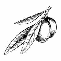 Olive Ast mit Blätter und Früchte. Vektor Illustration im skizzieren Stil. Gravur. isoliert auf Weiß Hintergrund. zum Verpackung Design, Hochzeit, Schreibwaren, Grüße, Tapeten, und Einladungen