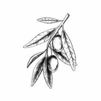 oliv gren med löv och frukter. vektor illustration i skiss stil. gravyr. isolerat på vit bakgrund. för förpackning design, bröllop, brevpapper, hälsningar, tapeter, och inbjudningar