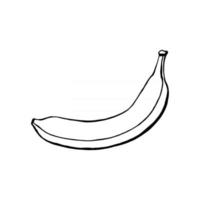 vektor handritad banan, frukt. dekorativ retrostil samling gård produkt restaurangmeny, marknadsetikett.
