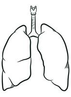 skizzieren Mensch Lunge intern Atemwege Organ vektor