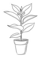 svart vektor isolerat på en vit bakgrund klotter illustration av en blomma av ficus i en pott