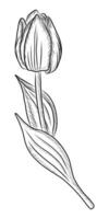 svart vektor isolerat på en vit bakgrund klotter illustration av en blomning tulpan