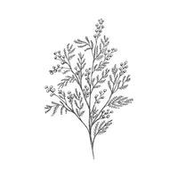 Hand gezeichnet Mimose skizzieren. einfarbig Blume Gekritzel. schwarz und Weiß Jahrgang Element. Vektor skizzieren. detailliert retro Stil.