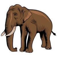Elefant im Karikatur Stil auf Weiß Hintergrund Illustration vektor